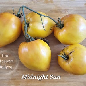 May include: Five yellow tomatoes, called Midnight Sun, on a wooden surface. The tomatoes are round and have a smooth skin. The text "That Blossom Gallery" is visible in the lower left corner of the image.