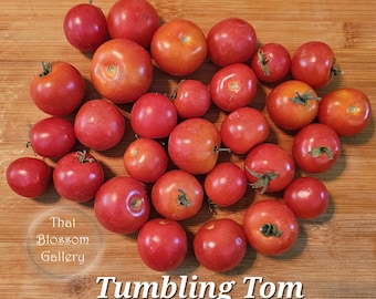 Tumbling Tom Tomato, 10 Seeds