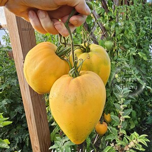 May include: Four yellow tomatoes, one heart-shaped, hanging from a vine. The tomatoes are ripe and ready to be picked. The text "Midnight Sun" is visible at the bottom of the image.