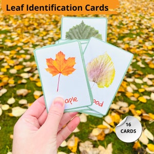 Puede incluir: Un juego de 16 tarjetas de identificación de hojas que presentan diferentes tipos de hojas. Las tarjetas son blancas con bordes verdes y presentan una ilustración colorida de una hoja en cada tarjeta. El texto "manzana" y "madera" es visible en dos de las tarjetas.