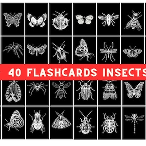 40 Insekten Schwarzweiß Bildkarten Sofortiger Download Montessori Bildkarten Biologie Bildkarten Insektenkarten Skizzen
