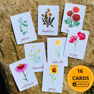 Cartões de identificação de flores Cartões de flores Estudo de flores Atividade de flores Correspondência de flores Estudo de primavera Atividade de primavera tipos de flores para crianças