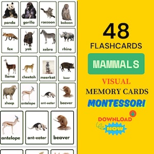 Schede con i nomi degli animali, Mammiferi scuola materna digitale, Schede didattiche interattive di biologia, Strumenti di apprendimento per bambini sugli animali, Set di schede sulla fauna selvatica