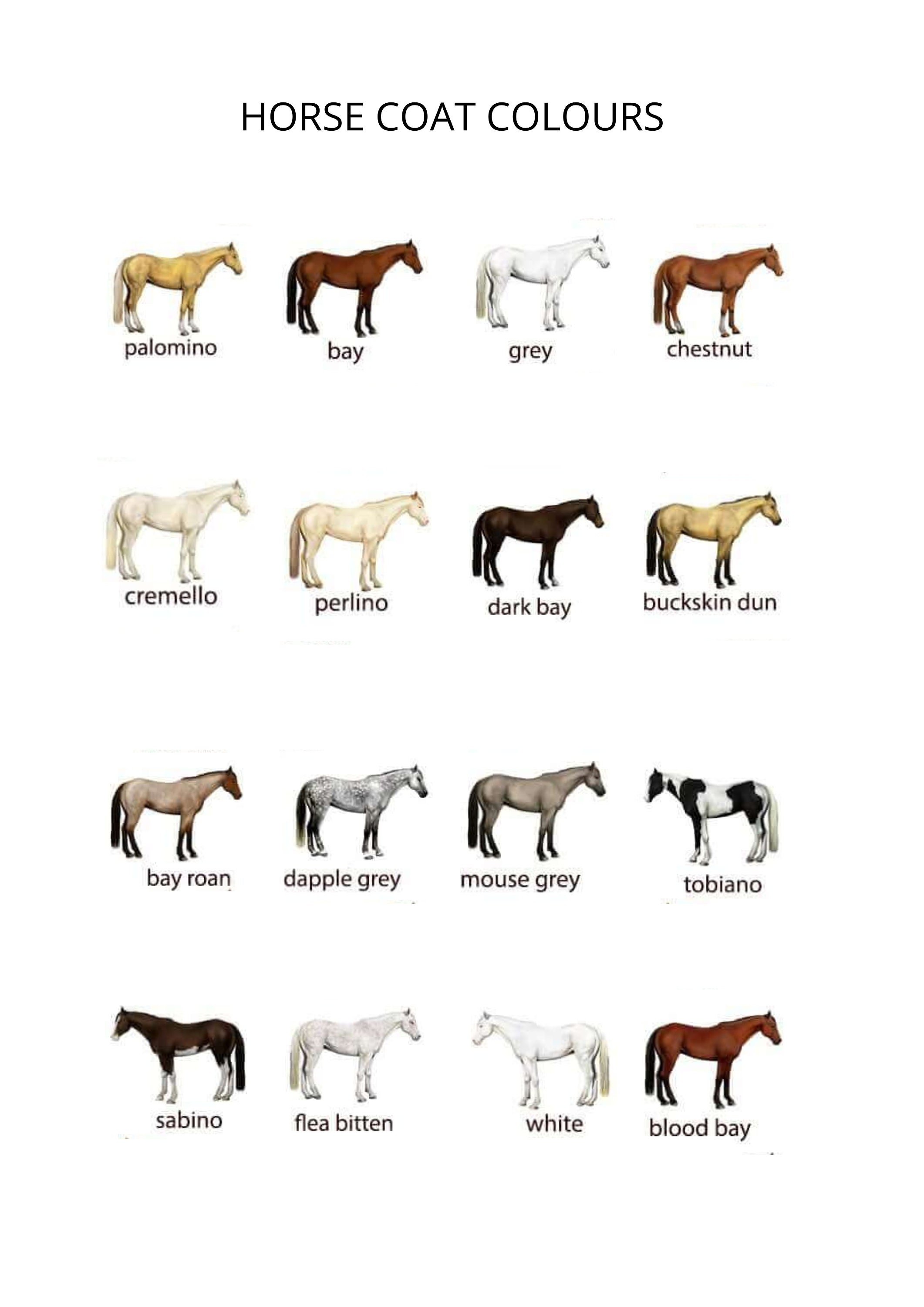 HORSE COAT COLOURS Poster Horses Poster Colours of Horses - Etsy
