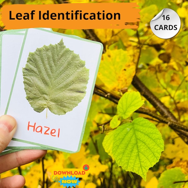 Leaf identification cards for nature learning and forest school Tree identification Montessori printable Fall leaves Montessori materials