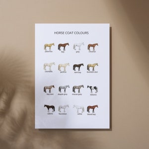 PFERD COAT COLOURS Poster Pferde Poster Pferdefarben Poster Pferde Farben Poster Pferde Typ Pferdefarben Namen Pferdeliebe Poster Pferde