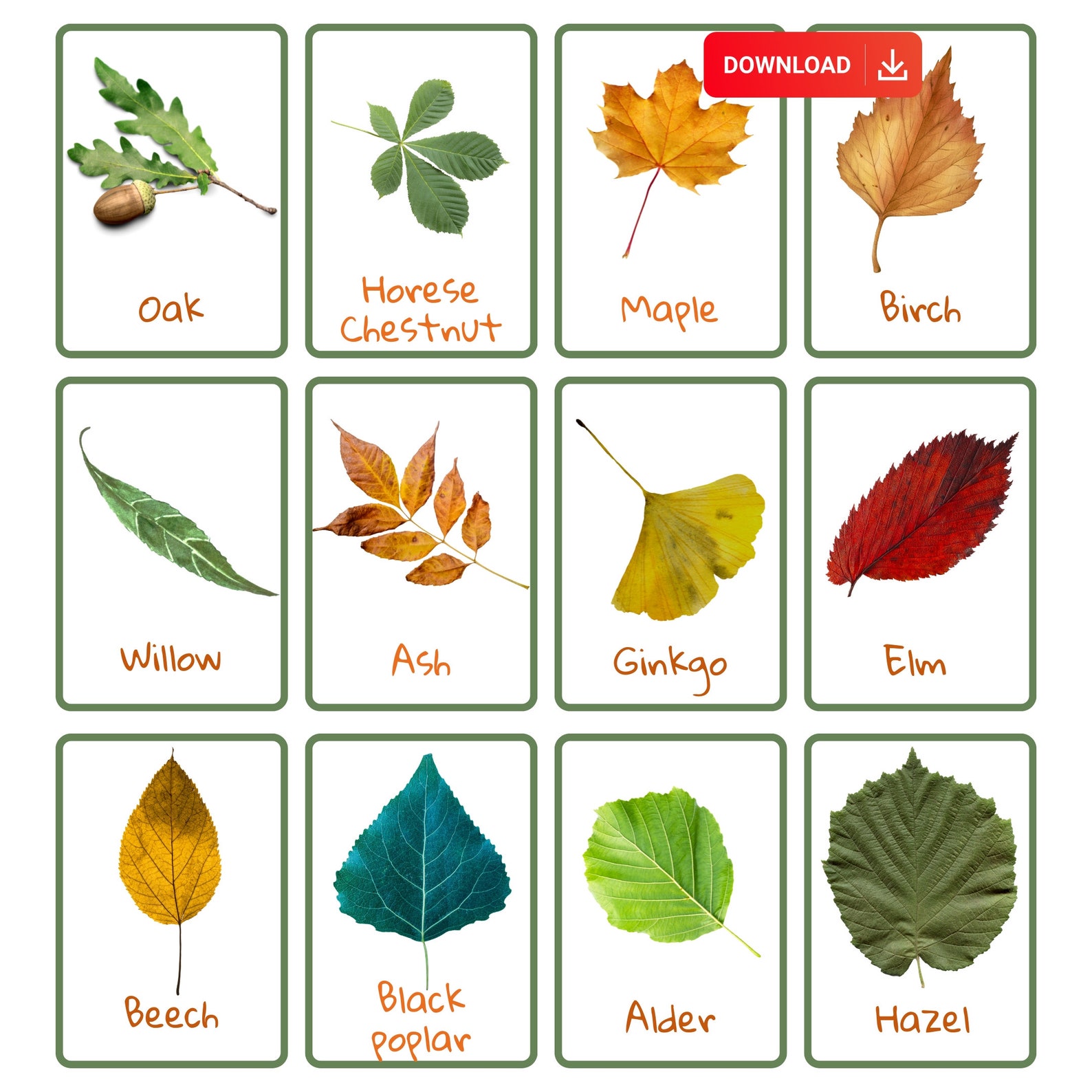Leaf Identification Cards for Nature Learning and Forest School Tree Identification Montessori ...