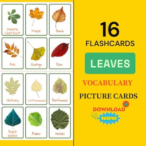 Tarjetas de identificación de hojas para el aprendizaje de la naturaleza y la escuela forestal Identificación de árboles Hojas de otoño para imprimir Montessori Materiales Montessori