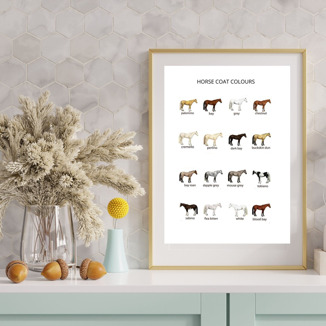 HORSE COAT COLOURS Poster Horses Poster Colours of Horses Horses ...