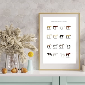 HORSE COAT COLOURS Poster Horses Poster Colours of Horses Horses Colours Poster Horses Type Horse Colors Names Horse Love Poster Horses