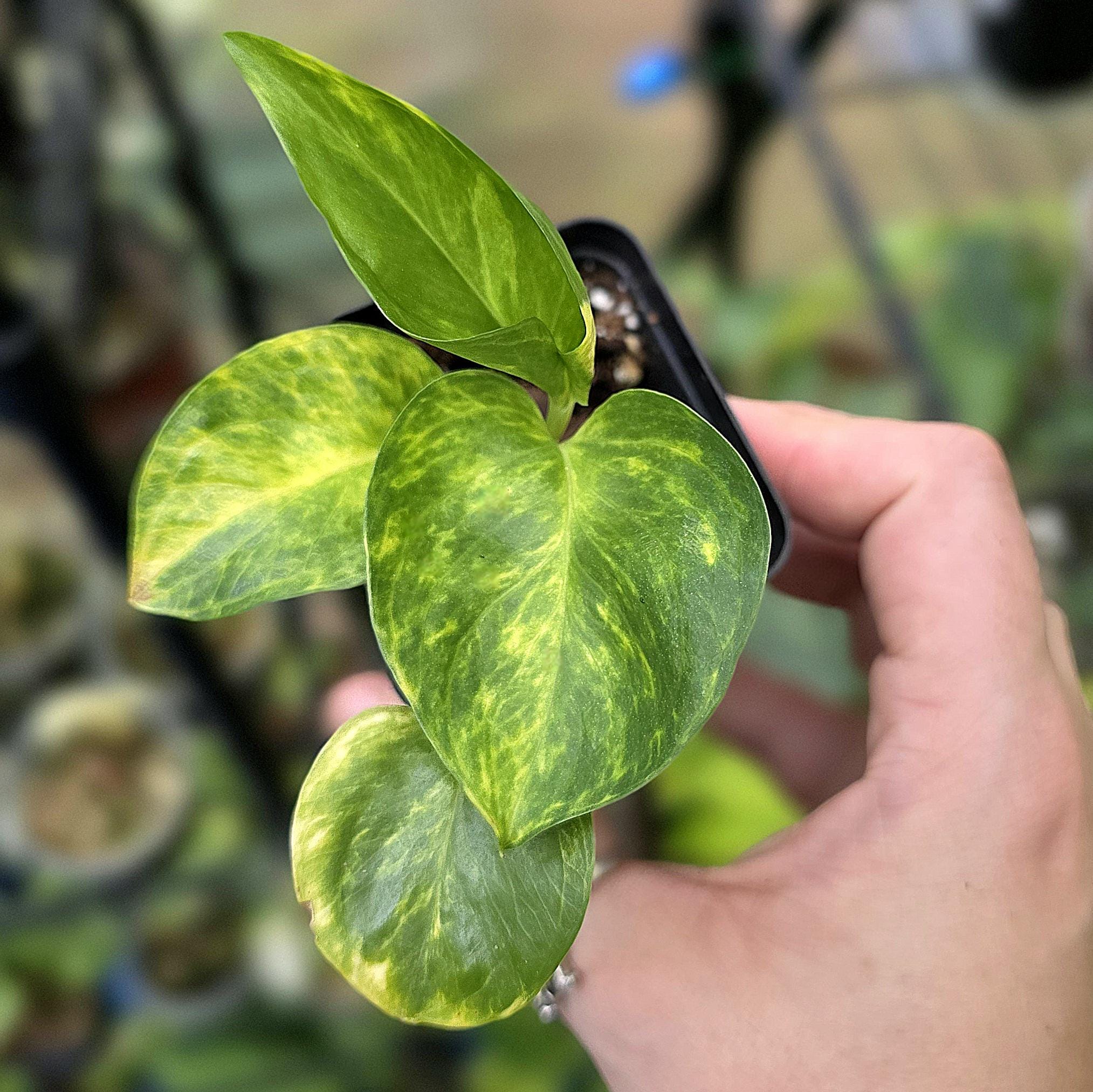 Teruno Jack Pothos - RARE Japanese Pothos - Terunoworld Series #22