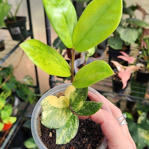 Zamia Zamiifolia Variegated **Rare Plant** (ZZ Plant Variegated) - Exact Plant Shown