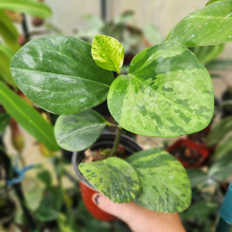 LSOHPlantLady Peperomia Obtusifolia - Thumbnail 4
