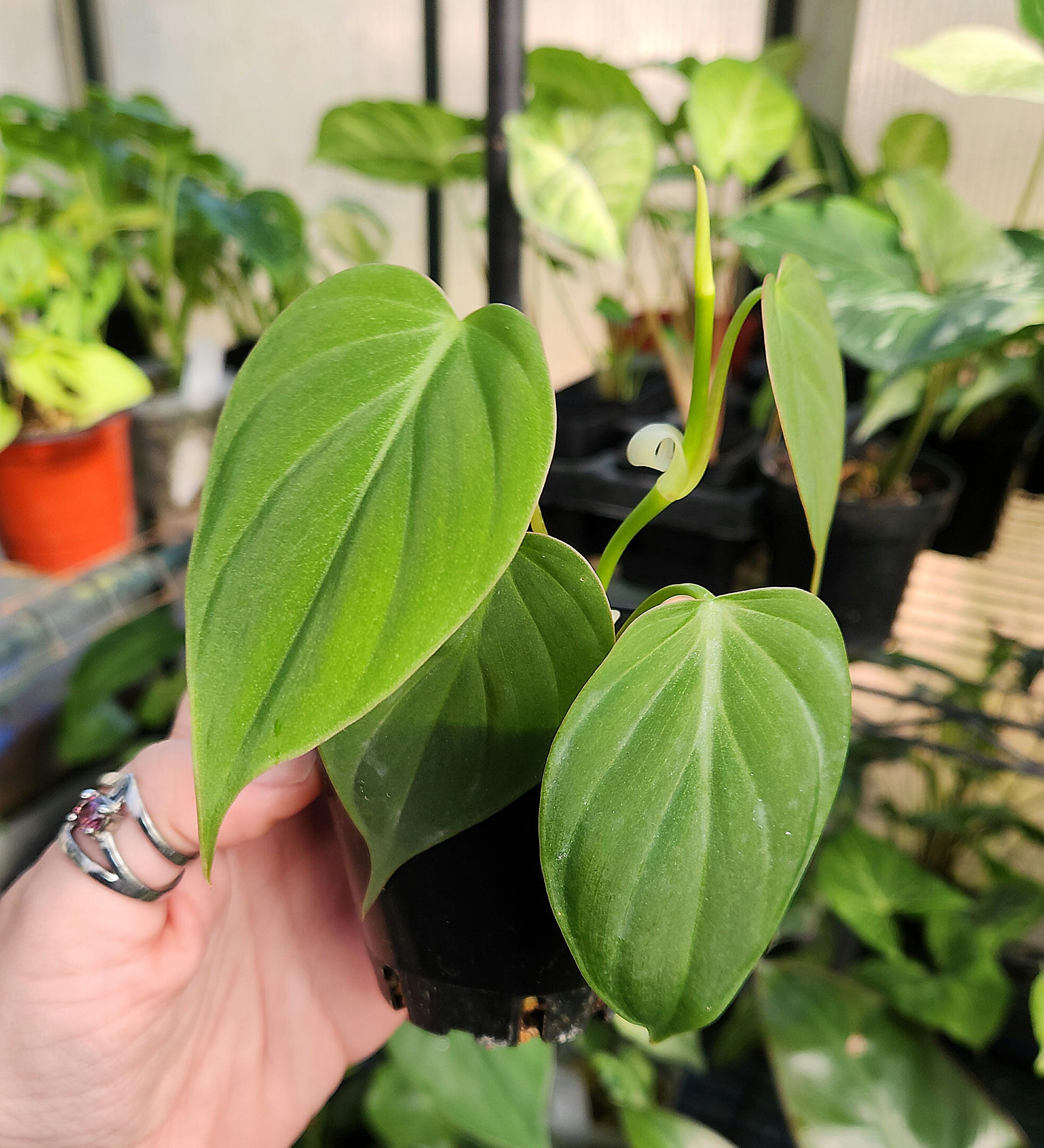 Micans Green Form - Philodendron Hederaceum - Rare Tropical - Velvety  Foliage - US Seller - Etsy