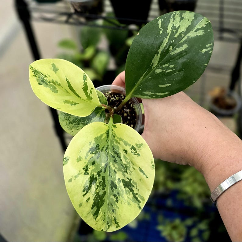 LSOHPlantLady Peperomia Obtusifolia - Thumbnail 2