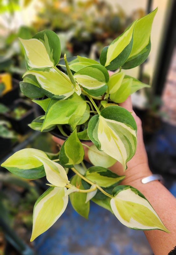 Brasil Heartleaf Philodendron - Hederaceum - Multiple Options - US Seller -  Etsy