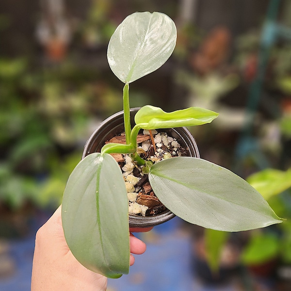 Philodendron Hastatum "Silver Sword Philodendron" Multiple Options