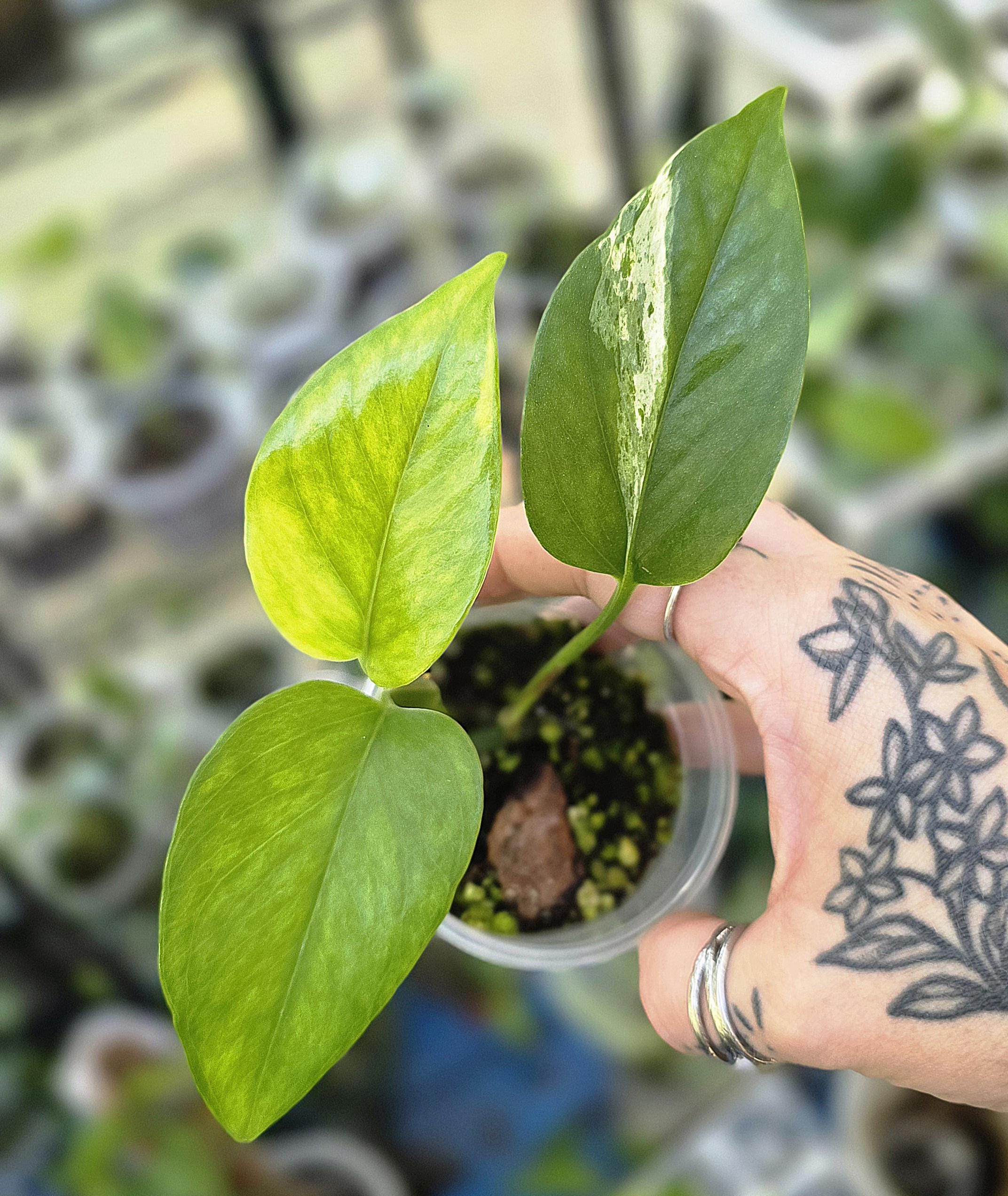 Teruno Alice Pothos - RARE Japanese Pothos - Terunoworld Series #7