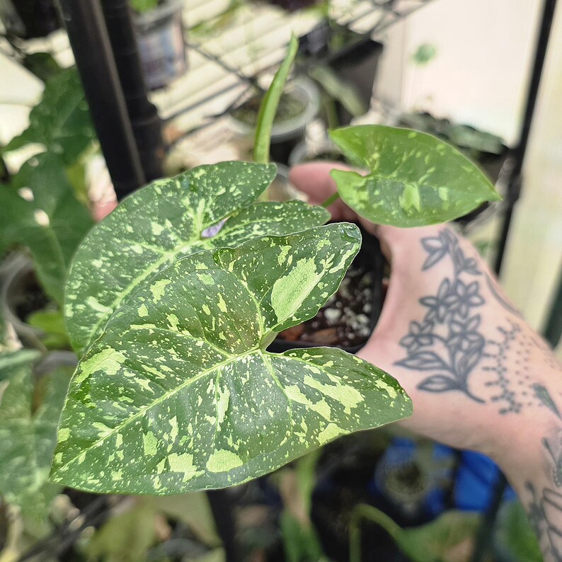 LSOHPlantLady Panda Galaxy Syngonium - Thumbnail 5