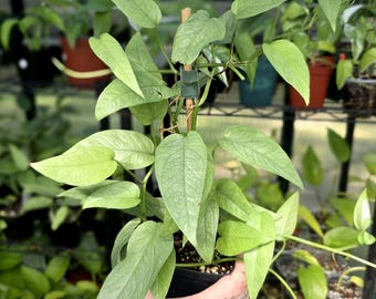 Cebu Blue - Epipremnum Pinnatum - Multiple Options *US Seller*