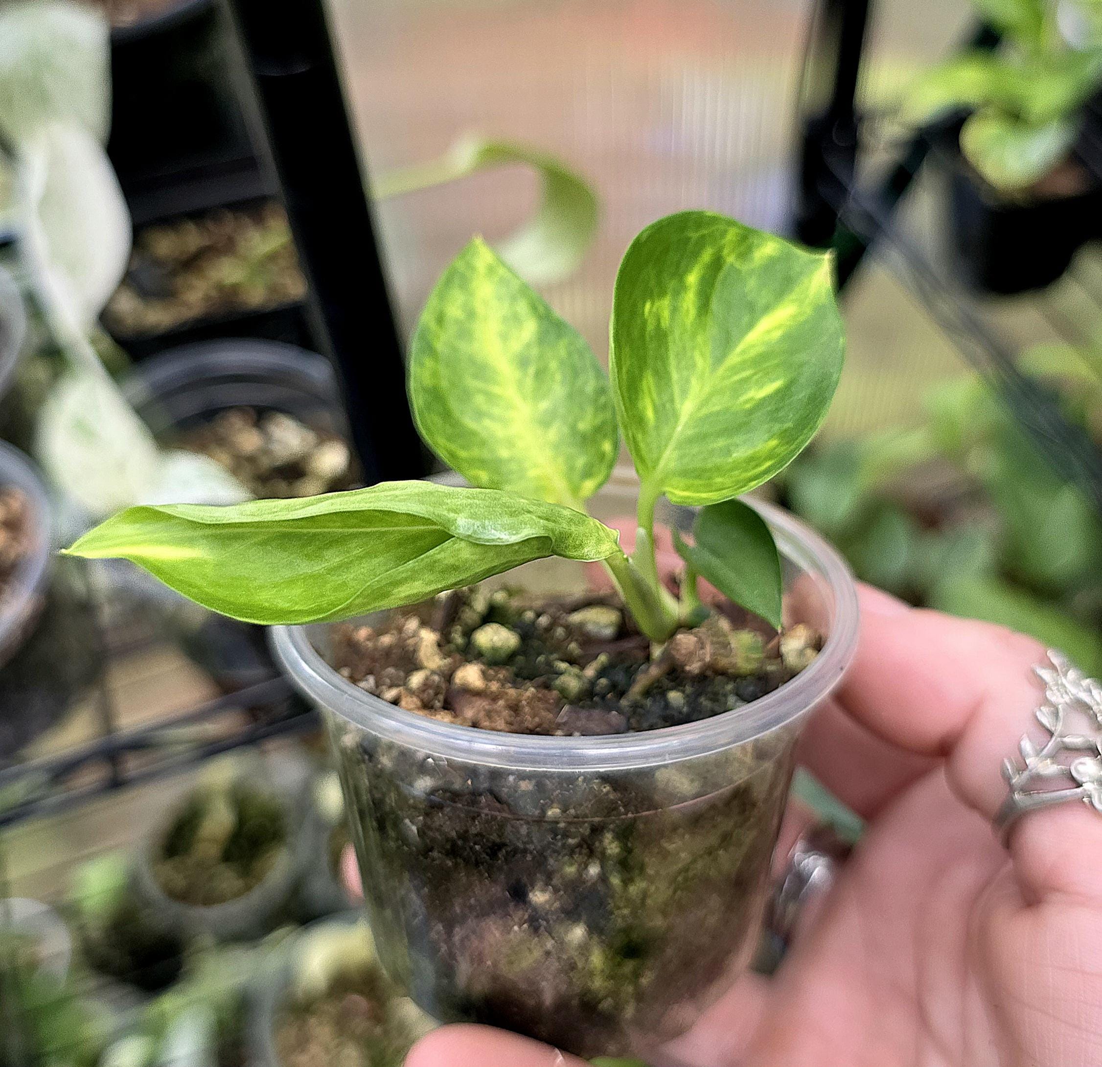 Teruno Jack Pothos - RARE Japanese Pothos - Terunoworld Series #22