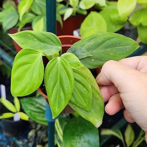Philodendron &#39;Fuzzy Petiole&#39; *CLEARANCE* Multiple Options *US Seller*
