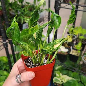 Teruno Shangri La Pothos - Japanese Pothos - Terunoworld Series #10 - Epipremnum Aureum - US Seller