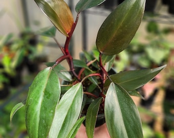 Royal Queen - Philodendron - Multiple Options - You Choose Exact Plant - US Seller