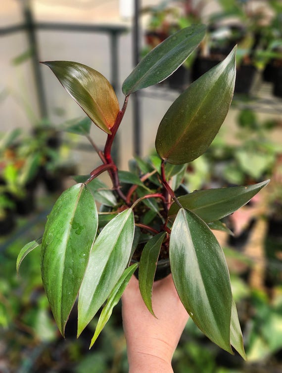 Royal Queen - Philodendron - Multiple Options - You Choose Exact Plant - US  Seller - Etsy