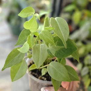 May include: A small, leafy green plant with heart-shaped leaves in a clear plastic pot. The plant has a vibrant green color with some leaves showing lighter green variegation. The background is blurred, suggesting an outdoor or greenhouse setting.