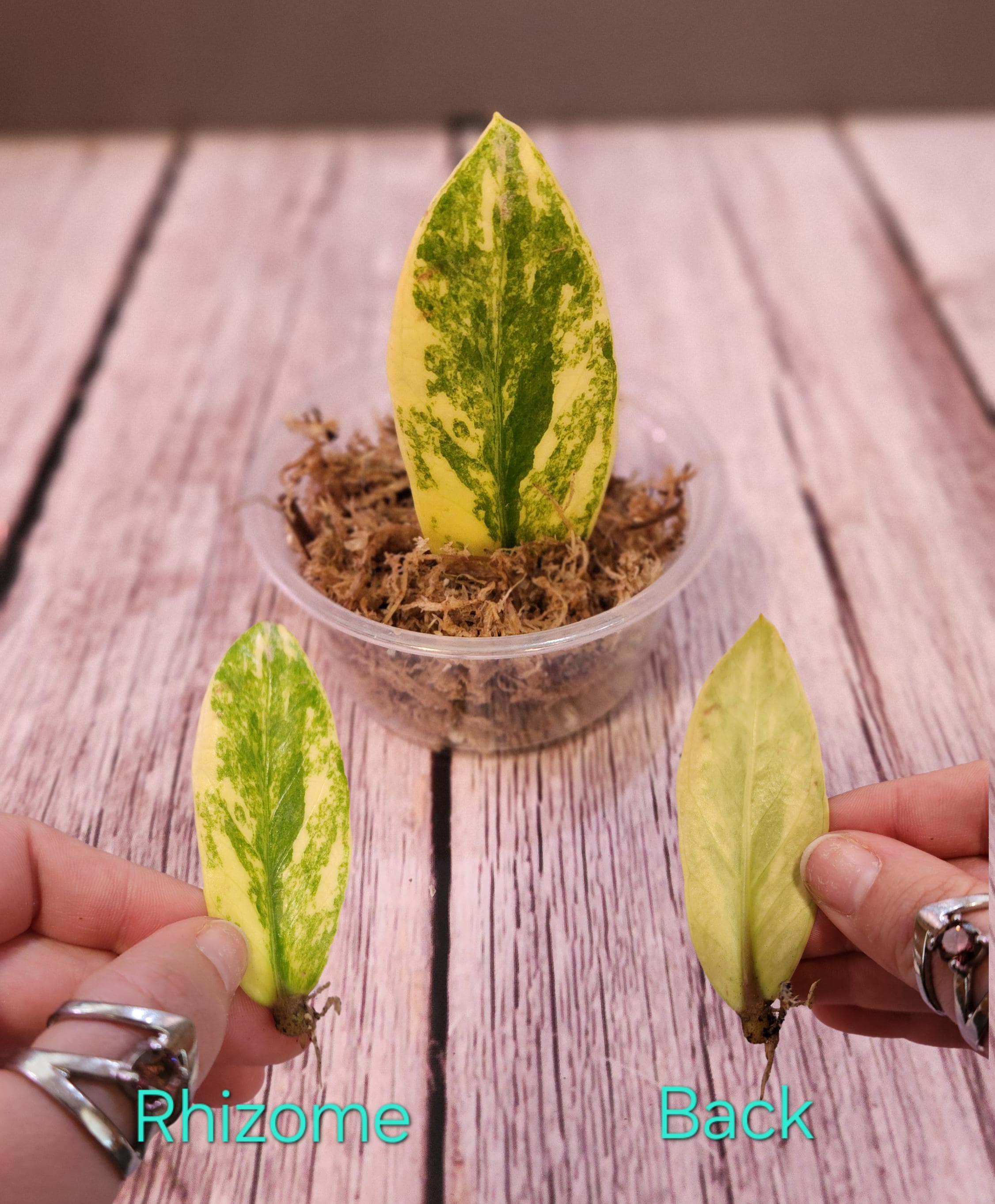 Variegated ZZ Plant - Zamioculcas Zamiifolia Variegated - Cuttings