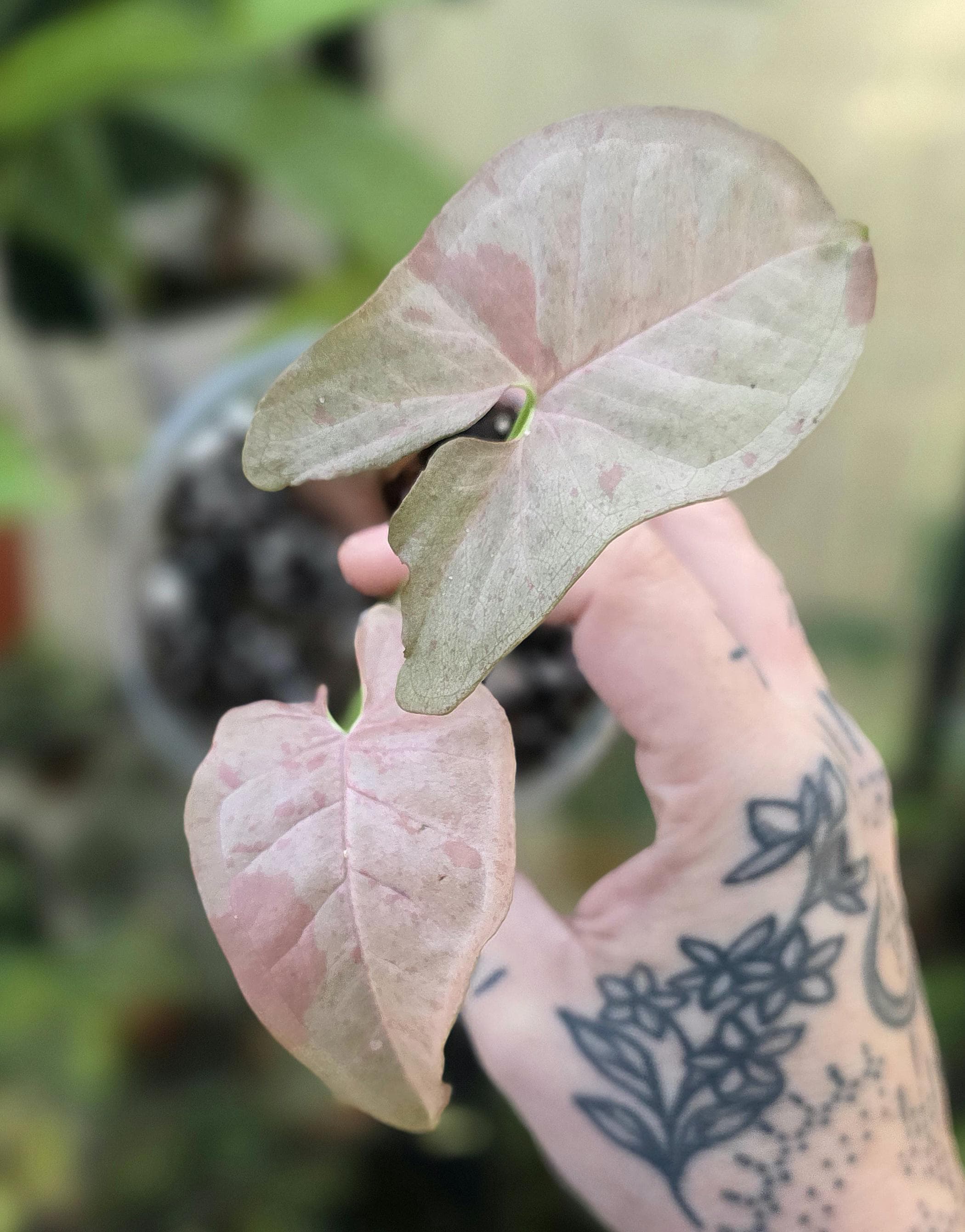 Panda Philodendron - Etsy