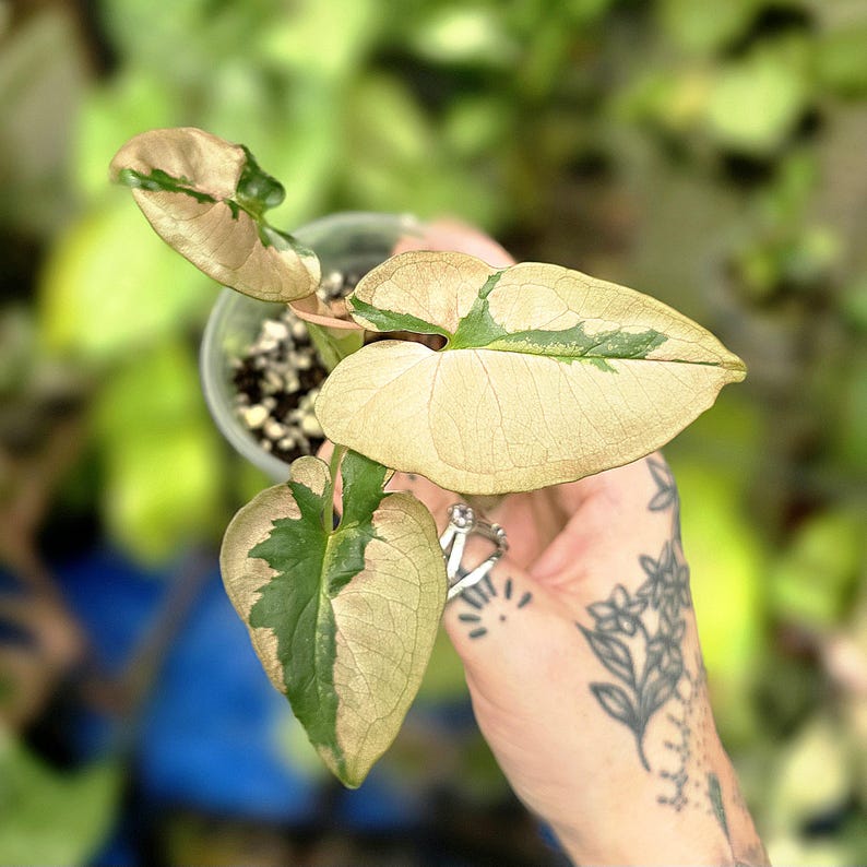 LSOHPlantLady Syngonium - Thumbnail 2