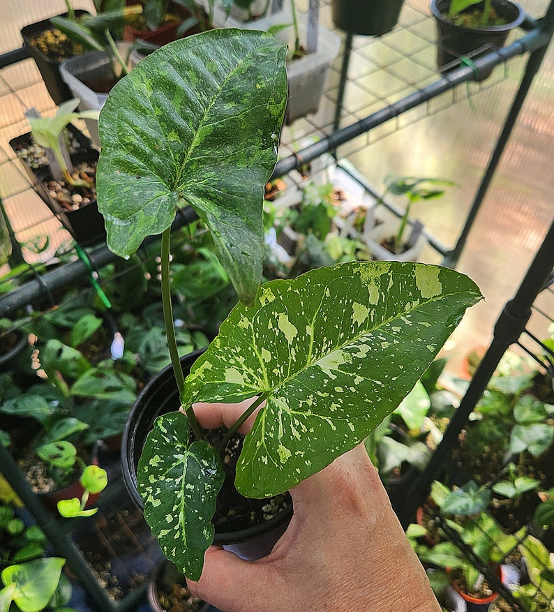 LSOHPlantLady Panda Galaxy Syngonium - Thumbnail 4