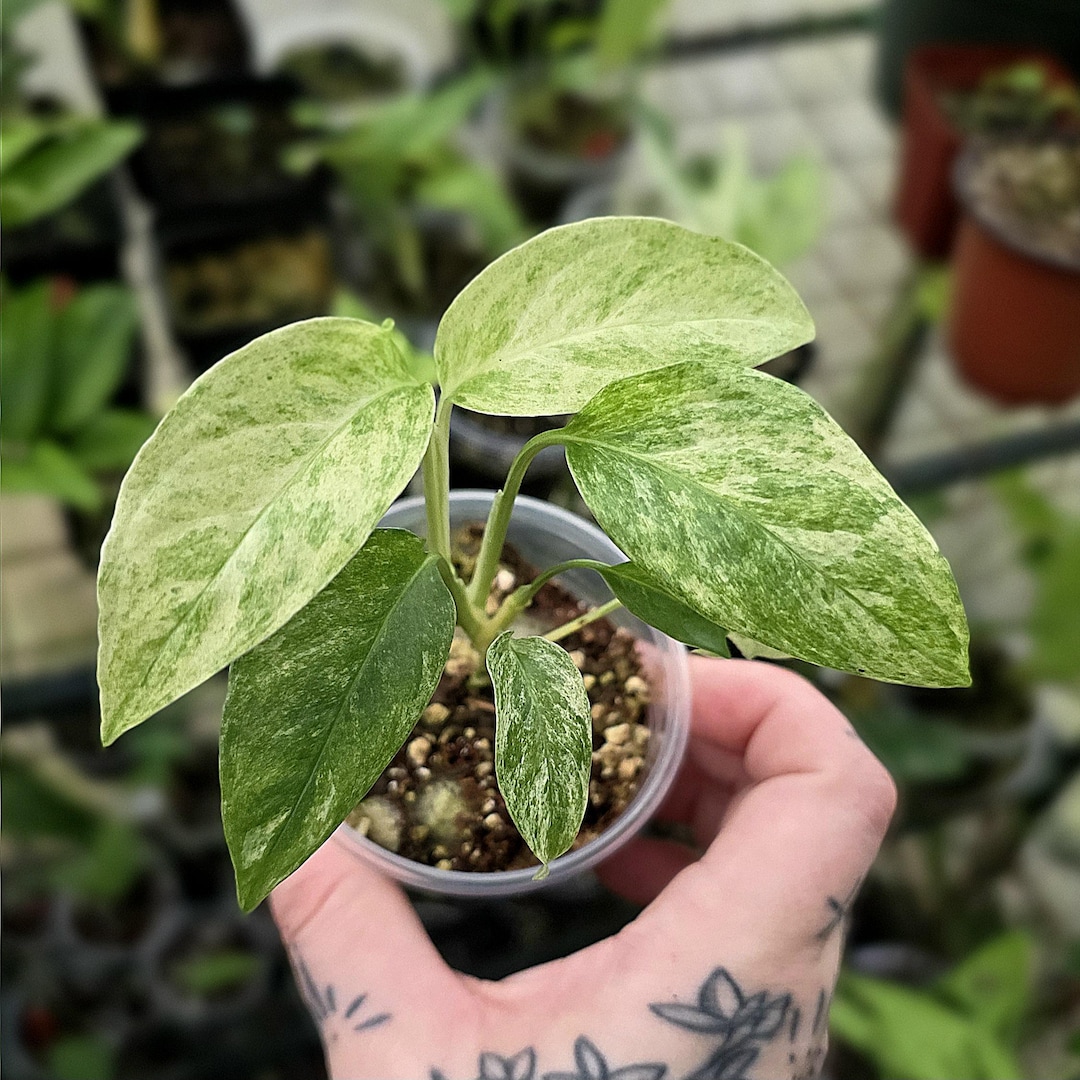 Adansonii Laniata Mint Variegated - Monstera - Uncommon Tropical - US  Seller - Etsy
