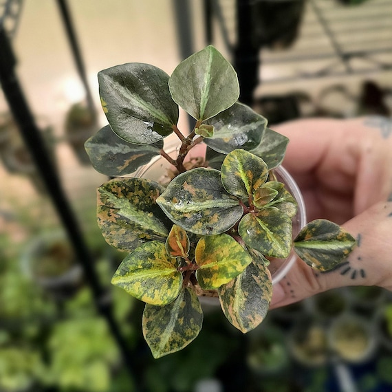 PEPEROMIA RICA var. / ペペロニア メタリカ② Peperomia 'Metallica' - Metallic Peperomia (4.5