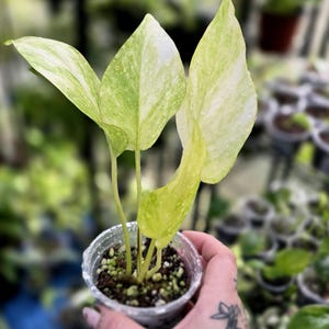 Teruno Pothos - Etsy