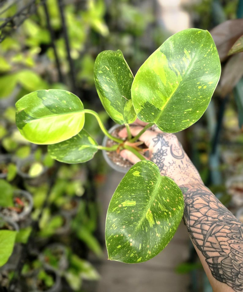 LSOHPlantLady Congo Nuclear Philodendron