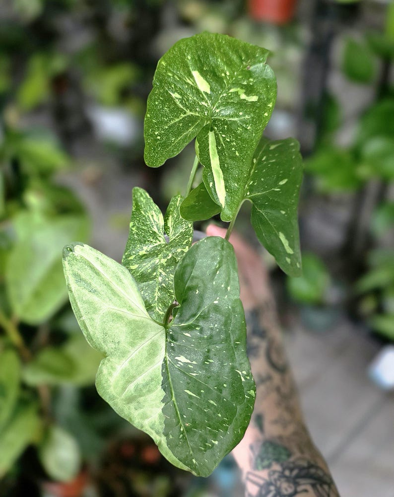 LSOHPlantLady Panda Galaxy Syngonium - Thumbnail 2