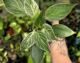 Birkin - Philodendron Erubescens - Multiple Options - US Seller