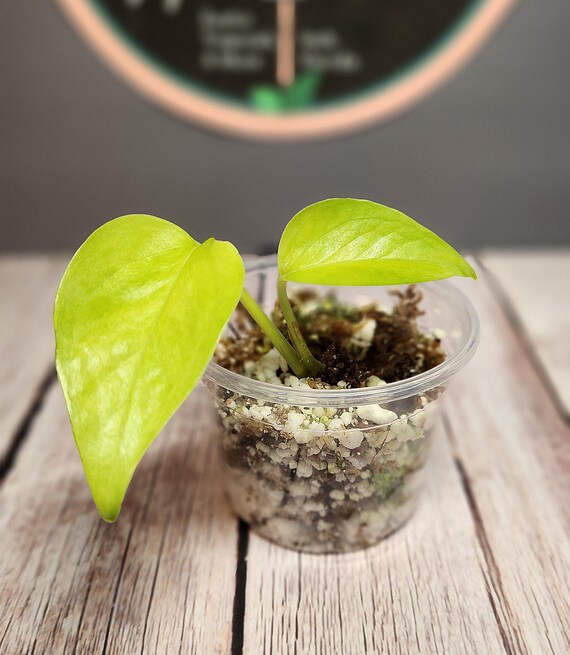 Teruno Moonlight Pothos - RARE Japanese Pothos - Terunoworld