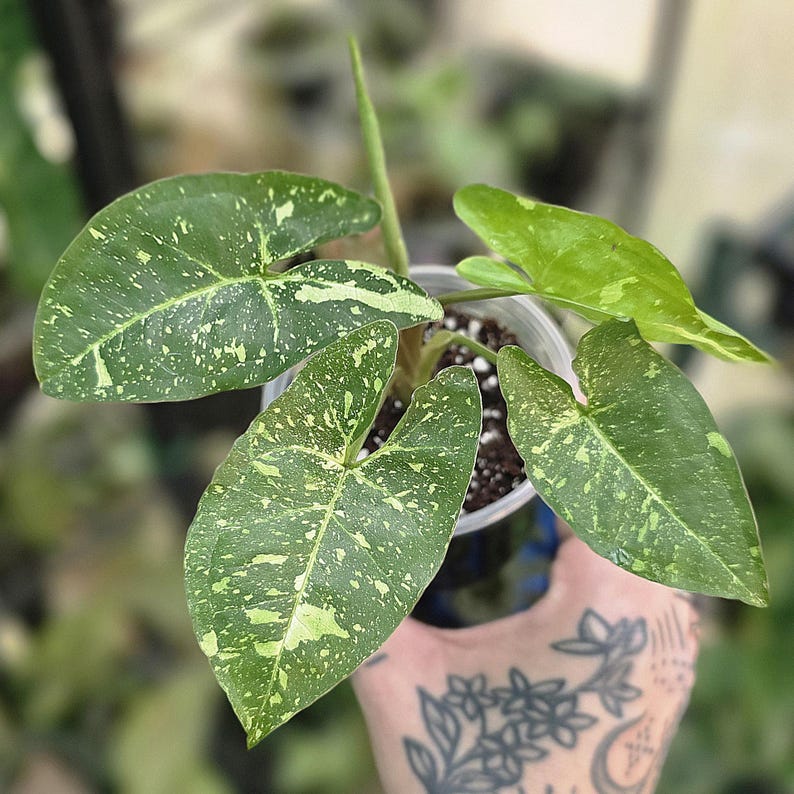 LSOHPlantLady Panda Galaxy Syngonium - Thumbnail 3