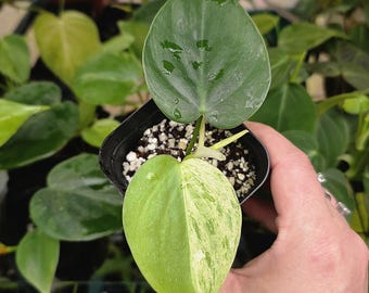 philodendron orange prince Philodendron Prince of Orange TC starter plant **(ALL plants require you to  purchase ANY 2 plants!)**