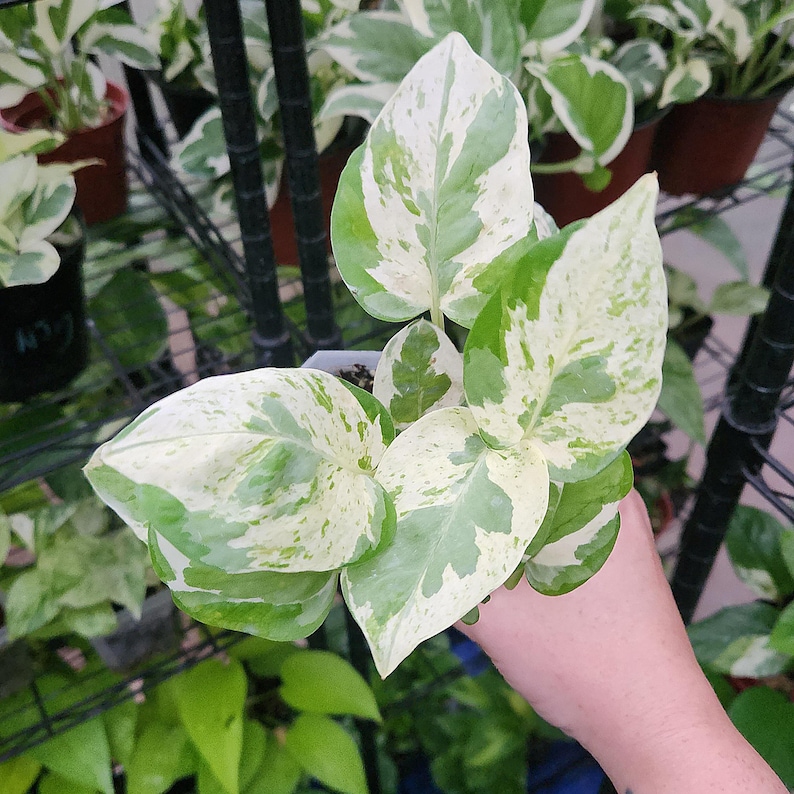 LSOHPlantLady Pearls and Jade Pothos - Thumbnail 5