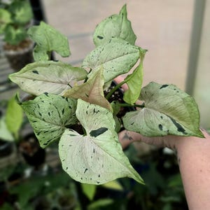 Grey Ghost (aka Green Spot / Green Splash) - Syngonium Podophyllum - Multiple Options - US Seller