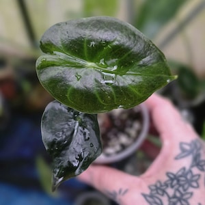 May include: A set of three ceramic mugs with a speckled, matte finish. The mugs are in shades of cream, light gray, and dark gray. Each mug has a simple, minimalist design, perfect for coffee or tea.