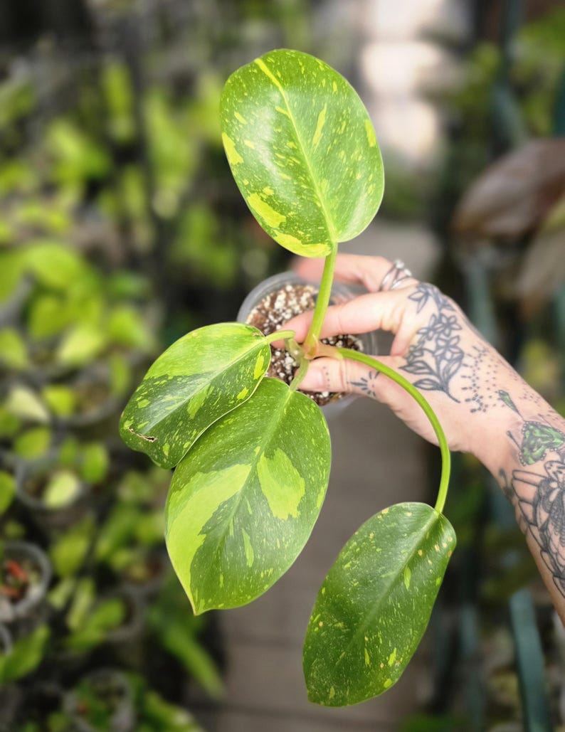 LSOHPlantLady Congo Nuclear Philodendron - Thumbnail 5