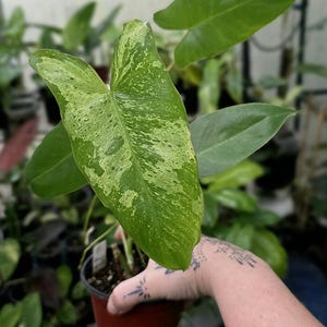 Philodendron Paraiso Verde - Multiple Options *US Seller*