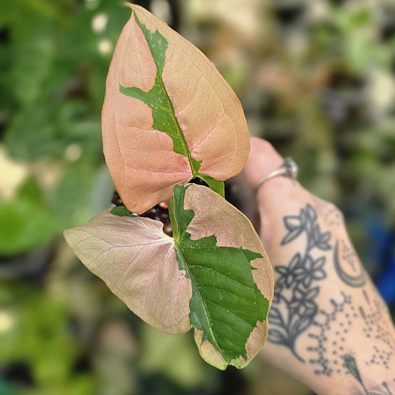 LSOHPlantLady Syngonium