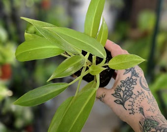 Wend-imbe Philodendron - Multiple Options - You Pick Exact Plant - US  Seller - Etsy